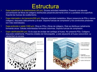 Estructura  Capa superficial o de deslizamiento (40 µm).  Escasa actividad metabólica. Presenta una elevada concentración de fibras de colágeno distribuidas perpendicularmente entre sí y paralelas a la superficie. Soporta las fuerzas de cizallamiento.  Capa intermedia o de transición(500 µm).  Elevada actividad metabólica. Mayor presencia de PGs y menos colágeno, dispuesto oblicuamente y al azar. Soporta fuerzas de compresión y los condrocitos presentes son más redondeados.  Capa profunda o radial (1000 µm).  Rica en PGs y fibras de colágeno. Éste se distribuye radialmente formando arcos. Células redondeadas formando columnas. Soporta fuerzas de compresión.  Capa calcificada(300 µm).  Es la capa de anclaje del cartílago al hueso. No presenta PGs. Colágeno dispuesto radialmente. Presenta cristales de hidroxiapatita  y está adyacente al hueso subcondral. La  celularidad es escasa.   