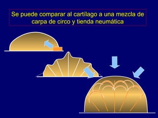 Se puede comparar al cartílago a una mezcla de carpa de circo y tienda neumática 