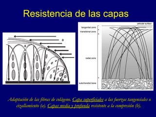 Resistencia de las capas  Adaptación de las fibras de colágeno.  Capa superficiales  a las fuerzas tangenciales o cizallamiento (a).  Capas media y profunda  resistente a la compresión (b). 