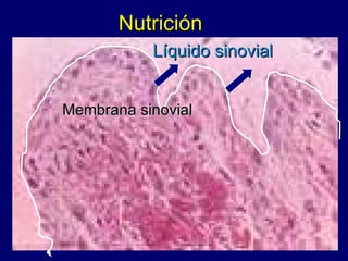 Nutrición Membrana sinovial Líquido sinovial 