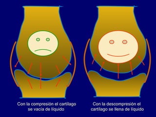 Con la compresión el cartílago se vacía de líquido Con la descompresión el  cartílago se llena de líquido 