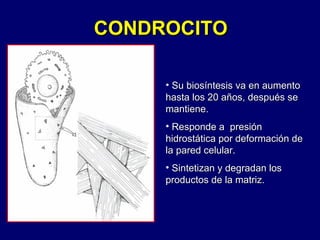 CONDROCITO Su biosíntesis va en aumento hasta los 20 años, después se mantiene.  Responde a  presión hidrostática por deformación de la pared celular. Sintetizan y degradan los productos de la matriz. CONDRON 