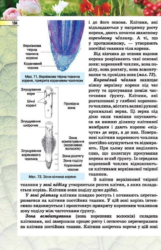 Підручник  з біології 6 клас, Костіков