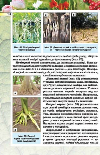 Підручник  з біології 6 клас, Костіков