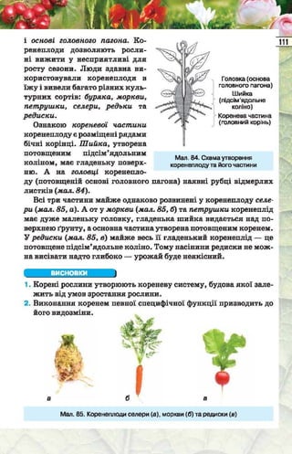 Підручник  з біології 6 клас, Костіков
