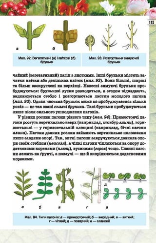 Підручник  з біології 6 клас, Костіков