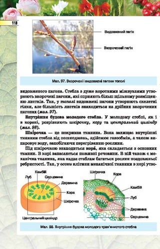 Підручник  з біології 6 клас, Костіков