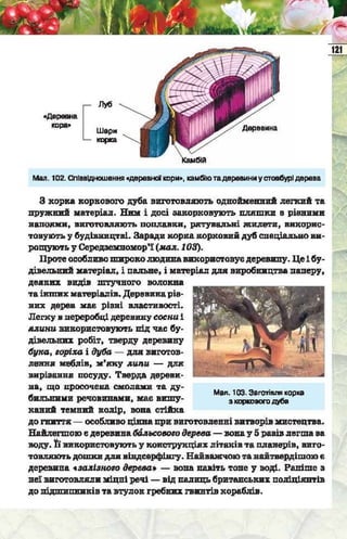 Підручник  з біології 6 клас, Костіков