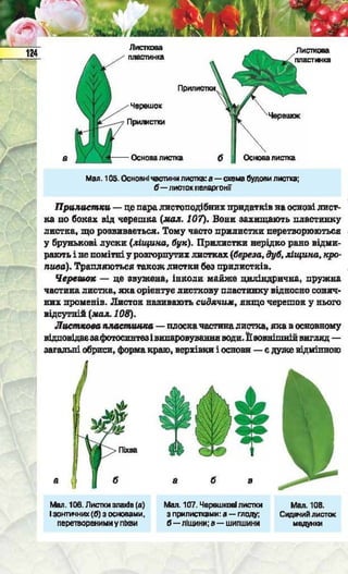 Підручник  з біології 6 клас, Костіков