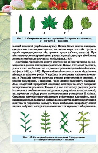 Підручник  з біології 6 клас, Костіков