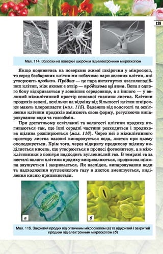 Підручник  з біології 6 клас, Костіков