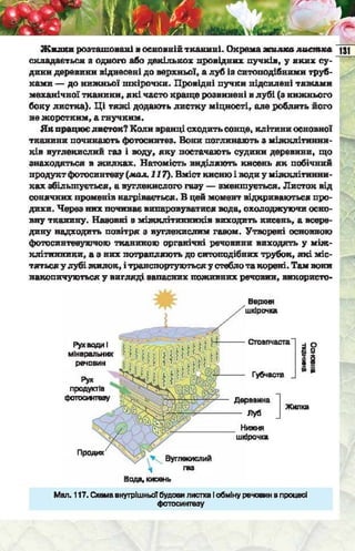 Підручник  з біології 6 клас, Костіков