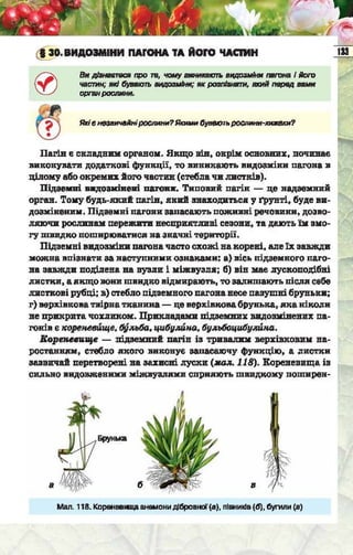 Підручник  з біології 6 клас, Костіков