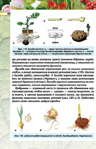 Підручник  з біології 6 клас, Костіков