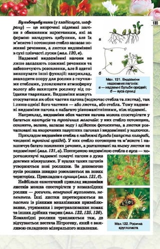 Підручник  з біології 6 клас, Костіков