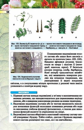Підручник  з біології 6 клас, Костіков