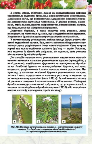 Підручник  з біології 6 клас, Костіков