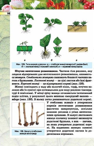 Підручник  з біології 6 клас, Костіков