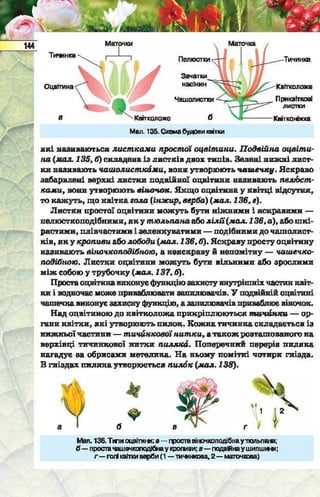 Підручник  з біології 6 клас, Костіков