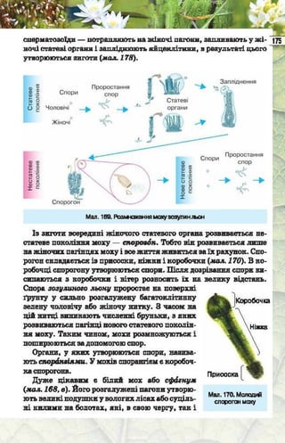 Підручник  з біології 6 клас, Костіков