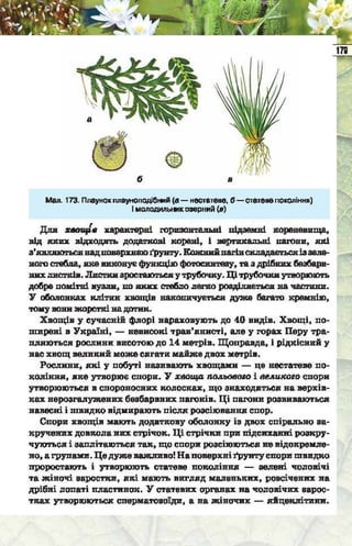 Підручник  з біології 6 клас, Костіков