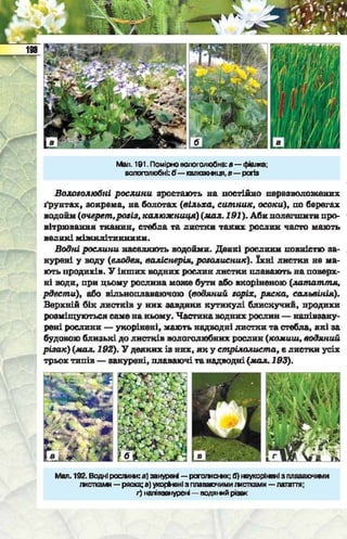 Підручник  з біології 6 клас, Костіков