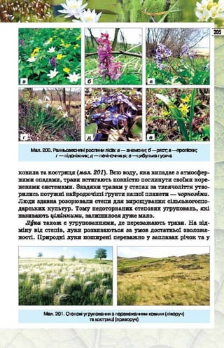 Підручник  з біології 6 клас, Костіков