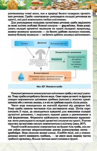 Підручник  з біології 6 клас, Костіков