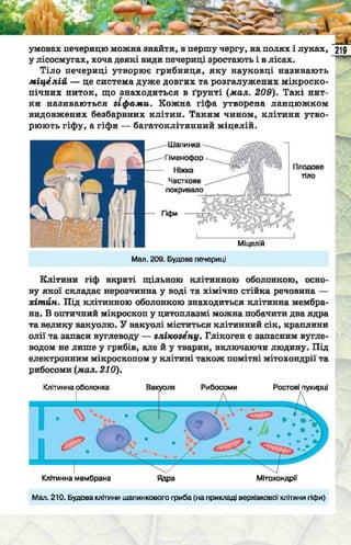 Підручник  з біології 6 клас, Костіков