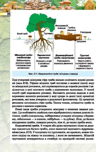 Підручник  з біології 6 клас, Костіков