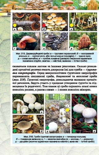 Підручник  з біології 6 клас, Костіков