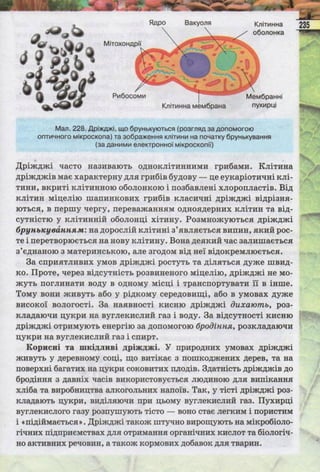 Підручник  з біології 6 клас, Костіков