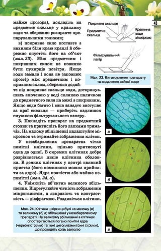 Підручник  з біології 6 клас, Костіков