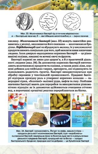 Підручник  з біології 6 клас, Костіков