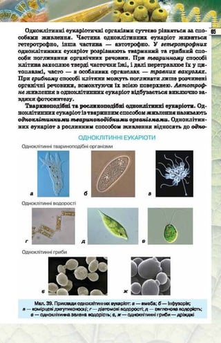 Підручник  з біології 6 клас, Костіков