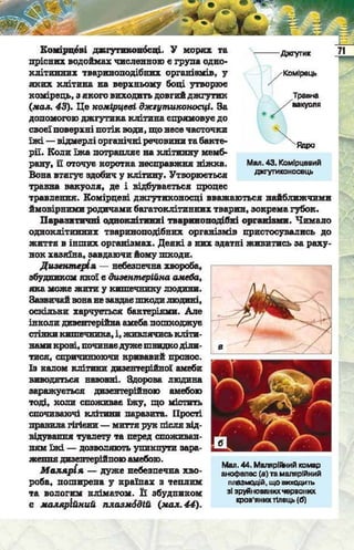 Підручник  з біології 6 клас, Костіков