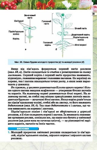 Підручник  з біології 6 клас, Костіков
