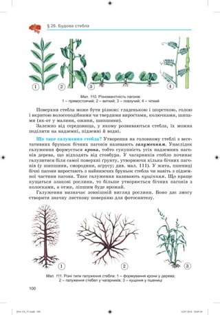 100
§ 26. Будова стебла
1 2 3 4
Мал. 110. Різноманітність пагонів:
1 – прямостоячий; 2 – виткий; 3 – повзучий; 4 – чіпкий
Ïîâåðõíÿ ñòåáëà ìîæå áóòè ðіçíîþ: ãëàäåíüêîþ і øîðñòêîþ, ãîëîþ
і âêðèòîþ âîëîñîïîäіáíèìè ÷è òâåðäèìè âèðîñòàìè, êîëþ÷êàìè, øèïà-
ìè (ÿê-îò ó ìàëèíè, îæèíè, øèïøèíè).
Çàëåæíî âіä ñåðåäîâèùà, ó ÿêîìó ðîçâèâàþòüñÿ ñòåáëà, їõ ìîæíà
ïîäіëèòè íà íàäçåìíі, ïіäçåìíі é âîäíі.
Ùî òàêå ãàëóæåííÿ ñòåáëà? Óòâîðåííÿ íà ãîëîâíîìó ñòåáëі ç âåãå-
òàòèâíèõ áðóíüîê áі÷íèõ ïàãîíіâ íàçèâàþòü ãàëóæåííÿì. Óíàñëіäîê
ãàëóæåííÿ ôîðìóєòüñÿ êðîíà, òîáòî ñóêóïíіñòü óñіõ íàäçåìíèõ ïàãî-
íіâ äåðåâà, ùî âіäõîäÿòü âіä ñòîâáóðà. Ó ÷àãàðíèêіâ ñòåáëî ïî÷èíàє
ãàëóçèòèñÿ áіëÿ ñàìîї ïîâåðõíі ґðóíòó, óòâîðþþ÷è êіëüêà áі÷íèõ ïàãî-
íіâ (ó øèïøèíè, ñìîðîäèíè, àґðóñó; äèâ. ìàë. 111). Ó æèòà, ïøåíèöі
áі÷íі ïàãîíè âèðîñòàþòü ç íàéíèæ÷èõ áðóíüîê ñòåáëà ÷è íàâіòü ç ïіäçåì-
íîї ÷àñòèíè ïàãîíà. Òàêå ãàëóæåííÿ íàçèâàþòü êóùіííÿì. Ùî êðàùå
êóùàòüñÿ çëàêîâі ðîñëèíè, òî áіëüøå óòâîðþєòüñÿ áі÷íèõ ïàãîíіâ ç
êîëîñêàìè, à îòæå, ëіïøèì áóäå âðîæàé.
Ãàëóæåííÿ âèçíà÷àє çîâíіøíіé âèãëÿä ðîñëèíè. Âîíî äàє çìîãó
ñòâîðèòè çíà÷íó ëèñòêîâó ïîâåðõíþ äëÿ ôîòîñèíòåçó.
1 2 3
Мал. 111. Різні типи галуження стебла: 1 – формування крони у дерева;
2 – галуження стебел у чагарників; 3 – кущіння у пшениці
(014-13)_V1.indd 100 14.07.2014 14:05:10
 