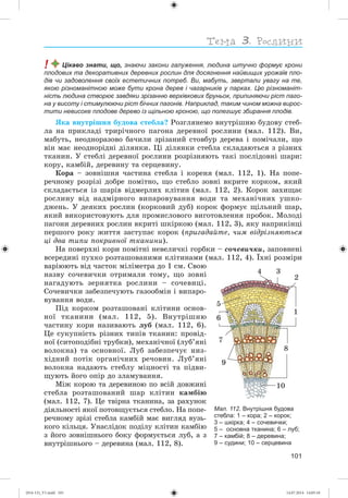 101
! Цікаво знати, що, знаючи закони галуження, людина штучно формує крони
плодових та декоративних деревних рослин для досягнення найвищих урожаїв пло-
дів чи задоволення своїх естетичних потреб. Ви, мабуть, звертали увагу на те,
якою різноманітною може бути крона дерев і чагарників у парках. Цю різноманіт-
ність людина створює завдяки зрізанню верхівкових бруньок, припиняючи ріст паго-
на у висоту і стимулюючи ріст бічних пагонів. Наприклад, таким чином можна вирос-
тити невисоке плодове дерево із щільною кроною, що полегшує збирання плодів.
ßêà âíóòðіøíÿ áóäîâà ñòåáëà? Ðîçãëÿíåìî âíóòðіøíþ áóäîâó ñòåá-
ëà íà ïðèêëàäі òðèðі÷íîãî ïàãîíà äåðåâíîї ðîñëèíè (ìàë. 112). Âè,
ìàáóòü, íåîäíîðàçîâî áà÷èëè çðіçàíèé ñòîâáóð äåðåâà і ïîìі÷àëè, ùî
âіí ìàє íåîäíîðіäíі äіëÿíêè. Öі äіëÿíêè ñòåáëà ñêëàäàþòüñÿ ç ðіçíèõ
òêàíèí. Ó ñòåáëі äåðåâíîї ðîñëèíè ðîçðіçíÿþòü òàêі ïîñëіäîâíі øàðè:
êîðó, êàìáіé, äåðåâèíó òà ñåðöåâèíó.
Êîðà – çîâíіøíÿ ÷àñòèíà ñòåáëà і êîðåíÿ (ìàë. 112, 1). Íà ïîïå-
ðå÷íîìó ðîçðіçі äîáðå ïîìіòíî, ùî ñòåáëî çîâíі âêðèòå êîðêîì, ÿêèé
ñêëàäàєòüñÿ іç øàðіâ âіäìåðëèõ êëіòèí (ìàë. 112, 2). Êîðîê çàõèùàє
ðîñëèíó âіä íàäìіðíîãî âèïàðîâóâàííÿ âîäè òà ìåõàíі÷íèõ óøêî-
äæåíü. Ó äåÿêèõ ðîñëèí (êîðêîâèé äóá) êîðîê ôîðìóє ùіëüíèé øàð,
ÿêèé âèêîðèñòîâóþòü äëÿ ïðîìèñëîâîãî âèãîòîâëåííÿ ïðîáîê. Ìîëîäі
ïàãîíè äåðåâíèõ ðîñëèí âêðèòі øêіðêîþ (ìàë. 112, 3), ÿêó íàïðèêіíöі
ïåðøîãî ðîêó æèòòÿ çàñòóïàє êîðîê (ïðèãàäàéòå, ÷èì âіäðіçíÿþòüñÿ
öі äâà òèïè ïîêðèâíîї òêàíèíè).
Íà ïîâåðõíі êîðè ïîìіòíі íåâåëè÷êі ãîðáêè – ñî÷åâè÷êè, çàïîâíåíі
âñåðåäèíі ïóõêî ðîçòàøîâàíèìè êëіòèíàìè (ìàë. 112, 4). Їõíі ðîçìіðè
âàðіþþòü âіä ÷àñòîê ìіëіìåòðà äî 1 ñì. Ñâîþ
íàçâó ñî÷åâè÷êè îòðèìàëè òîìó, ùî çîâíі
íàãàäóþòü çåðíÿòêà ðîñëèíè – ñî÷åâèöі.
Ñî÷åâè÷êè çàáåçïå÷óþòü ãàçîîáìіí і âèïàðî-
âóâàííÿ âîäè.
Ïіä êîðêîì ðîçòàøîâàíі êëіòèíè îñíîâ-
íîї òêàíèíè (ìàë. 112, 5). Âíóòðіøíþ
÷àñòèíó êîðè íàçèâàþòü ëóá (ìàë. 112, 6).
Öå ñóêóïíіñòü ðіçíèõ òèïіâ òêàíèí: ïðîâіä-
íîї (ñèòîïîäіáíі òðóáêè), ìåõàíі÷íîї (ëóá’ÿíі
âîëîêíà) òà îñíîâíîї. Ëóá çàáåçïå÷óє íèç-
õіäíèé ïîòіê îðãàíі÷íèõ ðå÷îâèí. Ëóá’ÿíі
âîëîêíà íàäàþòü ñòåáëó ìіöíîñòі òà ïіäâè-
ùóþòü éîãî îïіð äî çëàìóâàííÿ.
Ìіæ êîðîþ òà äåðåâèíîþ ïî âñіé äîâæèíі
ñòåáëà ðîçòàøîâàíèé øàð êëіòèí êàìáіþ
(ìàë. 112, 7). Öå òâіðíà òêàíèíà, çà ðàõóíîê
äіÿëüíîñòі ÿêîї ïîòîâùóєòüñÿ ñòåáëî. Íà ïîïå-
ðå÷íîìó çðіçі ñòåáëà êàìáіé ìàє âèãëÿä âóçü-
êîãî êіëüöÿ. Óíàñëіäîê ïîäіëó êëіòèí êàìáіþ
ç éîãî çîâíіøíüîãî áîêó ôîðìóєòüñÿ ëóá, à ç
âíóòðіøíüîãî – äåðåâèíà (ìàë. 112, 8).
Мал. 112. Внутрішня будова
стебла: 1 – кора; 2 – корок;
3 – шкірка; 4 – сочевички;
5 – основна тканина; 6 – луб;
7 – камбій; 8 – деревина;
9 – судини; 10 – серцевина
1
3
2
4
5
6
7
9
10
8
(014-13)_V1.indd 101 14.07.2014 14:05:10
 