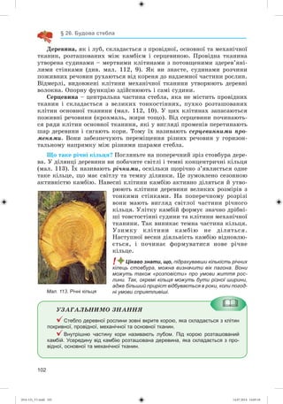 102
§ 26. Будова стебла
Äåðåâèíà, ÿê і ëóá, ñêëàäàєòüñÿ ç ïðîâіäíîї, îñíîâíîї òà ìåõàíі÷íîї
òêàíèí, ðîçòàøîâàíèõ ìіæ êàìáієì і ñåðöåâèíîþ. Ïðîâіäíà òêàíèíà
óòâîðåíà ñóäèíàìè – ìåðòâèìè êëіòèíàìè ç ïîòîâùåíèìè çäåðåâ’ÿíі-
ëèìè ñòіíêàìè (äèâ. ìàë. 112, 9). ßê âè çíàєòå, ñóäèíàìè ðîç÷èíè
ïîæèâíèõ ðå÷îâèí ðóõàþòüñÿ âіä êîðåíÿ äî íàäçåìíîї ÷àñòèíè ðîñëèí.
Âіäìåðëі, âèäîâæåíі êëіòèíè ìåõàíі÷íîї òêàíèíè óòâîðþþòü äåðåâíі
âîëîêíà. Îïîðíó ôóíêöіþ çäіéñíþþòü і ñàìі ñóäèíè.
Ñåðöåâèíà – öåíòðàëüíà ÷àñòèíà ñòåáëà, ÿêà íå ìіñòèòü ïðîâіäíèõ
òêàíèí і ñêëàäàєòüñÿ ç âåëèêèõ òîíêîñòіííèõ, ïóõêî ðîçòàøîâàíèõ
êëіòèí îñíîâíîї òêàíèíè (ìàë. 112, 10). Ó öèõ êëіòèíàõ çàïàñàþòüñÿ
ïîæèâíі ðå÷îâèíè (êðîõìàëü, æèðè òîùî). Âіä ñåðöåâèíè ïî÷èíàþòü-
ñÿ ðÿäè êëіòèí îñíîâíîї òêàíèíè, ÿêі ó âèãëÿäі ïðîìåíіâ ïåðåòèíàþòü
øàð äåðåâèíè і ñÿãàþòü êîðè. Òîìó їõ íàçèâàþòü ñåðöåâèííèìè ïðî-
ìåíÿìè. Âîíè çàáåçïå÷óþòü ïåðåìіùåííÿ ðіçíèõ ðå÷îâèí ó ãîðèçîí-
òàëüíîìó íàïðÿìêó ìіæ ðіçíèìè øàðàìè ñòåáëà.
Ùî òàêå ðі÷íі êіëüöÿ? Ïîãëÿíüòå íà ïîïåðå÷íèé çðіç ñòîâáóðà äåðå-
âà. Ó äіëÿíöі äåðåâèíè âè ïîáà÷èòå ñâіòëі і òåìíі êîíöåíòðè÷íі êіëüöÿ
(ìàë. 113). Їõ íàçèâàþòü ðі÷íèìè, îñêіëüêè ùîðі÷íî ç’ÿâëÿєòüñÿ îäíå
òàêå êіëüöå, ùî ìàє ñâіòëó òà òåìíó äіëÿíêè. Öå çóìîâëåíî ñåçîííîþ
àêòèâíіñòþ êàìáіþ. Íàâåñíі êëіòèíè êàìáіþ àêòèâíî äіëÿòüñÿ é óòâî-
ðþþòü êëіòèíè äåðåâèíè âåëèêèõ ðîçìіðіâ ç
òîíêèìè ñòіíêàìè. Íà ïîïåðå÷íîìó ðîçðіçі
âîíè ìàþòü âèãëÿä ñâіòëîї ÷àñòèíè ðі÷íîãî
êіëüöÿ. Óëіòêó êàìáіé ôîðìóє çíà÷íî äðіáíі-
øі òîâñòîñòіííі ñóäèíè òà êëіòèíè ìåõàíі÷íîї
òêàíèíè. Òàê âèíèêàє òåìíà ÷àñòèíà êіëüöÿ.
Óçèìêó êëіòèíè êàìáіþ íå äіëÿòüñÿ.
Íàñòóïíîї âåñíè äіÿëüíіñòü êàìáіþ âіäíîâëþ-
єòüñÿ, і ïî÷èíàє ôîðìóâàòèñÿ íîâå ðі÷íå
êіëüöå.
! Цікаво знати, що, підрахувавши кількість річних
кілець стовбура, можна визначити вік пагона. Вони
можуть також «розповісти» про умови життя рос-
лини. Так, окремі кільця можуть бути різної ширини,
адже більший приріст відбувається в роки, коли погод-
ні умови сприятливіші.
ÓÇÀÃÀËÜÍÈÌÎ ÇÍÀÍÍß
Стебло деревної рослини зовні вкрите корою, яка складається з клітин
покривної, провідної, механічної та основної тканин.
Внутрішню частину кори називають лубом. Під корою розташований
камбій. Усередину від камбію розташована деревина, яка складається з про-
відної, основної та механічної тканин.
Мал. 113. Річні кільця
(014-13)_V1.indd 102 14.07.2014 14:05:10
 