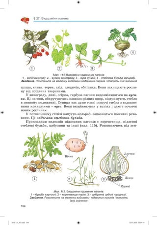 104
§ 27. Видозміни пагона
1 2 3
4
Мал. 114. Видозміни надземних пагонів:
1 – колючки глоду; 2 – вусики винограду; 3 – вуса суниці; 4 – стеблова бульба кольрабі.
Завдання. Розгляньте на малюнку видозміни надземних пагонів і поясніть їхнє значення
ãðóøà, ñëèâà, òåðåí, ãëіä, ãëåäè÷іÿ, îáëіïèõà. Âîíè çàõèùàþòü ðîñëè-
íó âіä ïîїäàííÿ òâàðèíàìè.
Ó âèíîãðàäó, äèíі, îãіðêà, ãàðáóçà ïàãîíè âèäîçìіíþþòüñÿ íà âóñè-
êè. Öі ïàãîíè, îáêðó÷óþ÷èñü íàâêîëî ðіçíèõ îïîð, ïіäòðèìóþòü ñòåáëî
â ïåâíîìó ïîëîæåííі. Ñóíèöÿ ìàє äóæå òîíêі ïîâçó÷і ñòåáëà ç âèäîâæå-
íèìè ìіæâóçëÿìè – âóñà. Âîíè âêîðіíþþòüñÿ ó âóçëàõ і äàþòü ïî÷àòîê
íîâèì ðîñëèíàì.
Ó ïîòîâùåíîìó ñòåáëі êàïóñòè-êîëüðàáі çàïàñàþòüñÿ ïîæèâíі ðå÷î-
âèíè. Öå íàäçåìíà ñòåáëîâà áóëüáà.
Ïðèêëàäàìè âèäîçìіí ïіäçåìíèõ ïàãîíіâ є êîðåíåâèùà, ïіäçåìíі
ñòåáëîâі áóëüáè, öèáóëèíè òà іíøі (ìàë. 115). Ðîçâèâàþ÷èñü ïіä çåì-
Мал. 115. Видозміни підземних пагонів:
1 – бульби картоплі; 2 – кореневище пирію; 3 – цибулина цибулі городньої.
Завдання. Розгляньте на малюнку видозміни підземних пагонів і поясніть
їхнє значення
1 2 3 Äåíöå
Êîðåíі
Ëèñòêè
Âі÷êî
(014-13)_V1.indd 104 14.07.2014 14:05:10
 