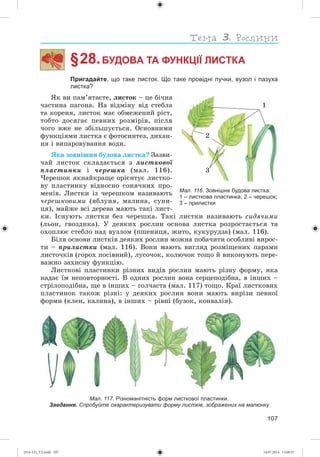107
§ 28.БУДОВА ТА ФУНКЦІЇ ЛИСТКА
Пригадайте, що таке листок. Що таке провідні пучки, вузол і пазуха
листка?
ßê âè ïàì’ÿòàєòå, ëèñòîê – öå áі÷íà
÷àñòèíà ïàãîíà. Íà âіäìіíó âіä ñòåáëà
òà êîðåíÿ, ëèñòîê ìàє îáìåæåíèé ðіñò,
òîáòî äîñÿãàє ïåâíèõ ðîçìіðіâ, ïіñëÿ
÷îãî âæå íå çáіëüøóєòüñÿ. Îñíîâíèìè
ôóíêöіÿìè ëèñòêà є ôîòîñèíòåç, äèõàí-
íÿ і âèïàðîâóâàííÿ âîäè.
ßêà çîâíіøíÿ áóäîâà ëèñòêà? Çàçâè-
÷àé ëèñòîê ñêëàäàєòüñÿ ç ëèñòêîâîї
ïëàñòèíêè і ÷åðåøêà (ìàë. 116).
×åðåøîê ÿêíàéêðàùå îðієíòóє ëèñòêî-
âó ïëàñòèíêó âіäíîñíî ñîíÿ÷íèõ ïðî-
ìåíіâ. Ëèñòêè іç ÷åðåøêîì íàçèâàþòü
÷åðåøêîâèìè (ÿáëóíÿ, ìàëèíà, ñóíè-
öÿ), ìàéæå âñі äåðåâà ìàþòü òàêі ëèñò-
êè. Іñíóþòü ëèñòêè áåç ÷åðåøêà. Òàêі ëèñòêè íàçèâàþòü ñèäÿ÷èìè
(ëüîí, ãâîçäèêà). Ó äåÿêèõ ðîñëèí îñíîâà ëèñòêà ðîçðîñòàєòüñÿ òà
îõîïëþє ñòåáëî íàä âóçëîì (ïøåíèöÿ, æèòî, êóêóðóäçà) (ìàë. 116).
Áіëÿ îñíîâè ëèñòêіâ äåÿêèõ ðîñëèí ìîæíà ïîáà÷èòè îñîáëèâі âèðîñ-
òè – ïðèëèñòêè (ìàë. 116). Âîíè ìàþòü âèãëÿä ðîçìіùåíèõ ïàðàìè
ëèñòî÷êіâ (ãîðîõ ïîñіâíèé), ëóñî÷îê, êîëþ÷îê òîùî é âèêîíóþòü ïåðå-
âàæíî çàõèñíó ôóíêöіþ.
Ëèñòêîâі ïëàñòèíêè ðіçíèõ âèäіâ ðîñëèí ìàþòü ðіçíó ôîðìó, ÿêà
íàäàє їì íåïîâòîðíîñòі. Â îäíèõ ðîñëèí âîíà ñåðöåïîäіáíà, â іíøèõ –
ñòðіëîïîäіáíà, ùå â іíøèõ – ãîë÷àñòà (ìàë. 117) òîùî. Êðàї ëèñòêîâèõ
ïëàñòèíîê òàêîæ ðіçíі: ó äåÿêèõ ðîñëèí âîíè ìàþòü âèðіçè ïåâíîї
ôîðìè (êëåí, êàëèíà), â іíøèõ – ðіâíі (áóçîê, êîíâàëіÿ).
Мал. 117. Різноманітність форм листкової пластинки.
Завдання. Спробуйте охарактеризувати форму листків, зображених на малюнку
Мал. 116. Зовнішня будова листка:
1 – листкова пластинка; 2 – черешок;
3 – прилистки
1
2
3
(014-13)_V2.indd 107 14.07.2014 13:09:37
 