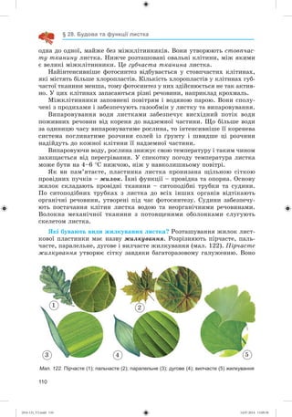 110
§ 28. Будова та функції листка
îäíà äî îäíîї, ìàéæå áåç ìіæêëіòèííèêіâ. Âîíè óòâîðþþòü ñòîâï÷àñ-
òó òêàíèíó ëèñòêà. Íèæ÷å ðîçòàøîâàíі îâàëüíі êëіòèíè, ìіæ ÿêèìè
є âåëèêі ìіæêëіòèííèêè. Öå ãóá÷àñòà òêàíèíà ëèñòêà.
Íàéіíòåíñèâíіøå ôîòîñèíòåç âіäáóâàєòüñÿ ó ñòîâï÷àñòèõ êëіòèíàõ,
ÿêі ìіñòÿòü áіëüøå õëîðîïëàñòіâ. Êіëüêіñòü õëîðîïëàñòіâ ó êëіòèíàõ ãóá-
÷àñòîї òêàíèíè ìåíøà, òîìó ôîòîñèíòåç ó íèõ çäіéñíþєòüñÿ íå òàê àêòèâ-
íî. Ó öèõ êëіòèíàõ çàïàñàþòüñÿ ðіçíі ðå÷îâèíè, íàïðèêëàä êðîõìàëü.
Ìіæêëіòèííèêè çàïîâíåíі ïîâіòðÿì і âîäÿíîþ ïàðîþ. Âîíè ñïîëó-
÷åíі ç ïðîäèõàìè і çàáåçïå÷óþòü ãàçîîáìіí ó ëèñòêó òà âèïàðîâóâàííÿ.
Âèïàðîâóâàííÿ âîäè ëèñòêàìè çàáåçïå÷óє âèñõіäíèé ïîòіê âîäè
ïîæèâíèõ ðå÷îâèí âіä êîðåíÿ äî íàäçåìíîї ÷àñòèíè. Ùî áіëüøå âîäè
çà îäèíèöþ ÷àñó âèïàðîâóâàòèìå ðîñëèíà, òî іíòåíñèâíіøå її êîðåíåâà
ñèñòåìà ïîãëèíàòèìå ðîç÷èíè ñîëåé іç ґðóíòó і øâèäøå öі ðîç÷èíè
íàäіéäóòü äî êîæíîї êëіòèíè її íàäçåìíîї ÷àñòèíè.
Âèïàðîâóþ÷è âîäó, ðîñëèíà çíèæóє ñâîþ òåìïåðàòóðó і òàêèì ÷èíîì
çàõèùàєòüñÿ âіä ïåðåãðіâàííÿ. Ó ñïåêîòíó ïîãîäó òåìïåðàòóðà ëèñòêà
ìîæå áóòè íà 4–6 Ñ íèæ÷îþ, íіæ ó íàâêîëèøíüîìó ïîâіòðі.
ßê âè ïàì’ÿòàєòå, ïëàñòèíêà ëèñòêà ïðîíèçàíà ùіëüíîþ ñіòêîþ
ïðîâіäíèõ ïó÷êіâ – æèëîê. Їõíі ôóíêöії – ïðîâіäíà òà îïîðíà. Îñíîâó
æèëîê ñêëàäàþòü ïðîâіäíі òêàíèíè – ñèòîïîäіáíі òðóáêè òà ñóäèíè.
Ïî ñèòîïîäіáíèõ òðóáêàõ ç ëèñòêà äî âñіõ іíøèõ îðãàíіâ âіäòіêàþòü
îðãàíі÷íі ðå÷îâèíè, óòâîðåíі ïіä ÷àñ ôîòîñèíòåçó. Ñóäèíè çàáåçïå÷ó-
þòü ïîñòà÷àííÿ êëіòèí ëèñòêà âîäîþ òà íåîðãàíі÷íèìè ðå÷îâèíàìè.
Âîëîêíà ìåõàíі÷íîї òêàíèíè ç ïîòîâùåíèìè îáîëîíêàìè ñëóãóþòü
ñêåëåòîì ëèñòêà.
ßêі áóâàþòü âèäè æèëêóâàííÿ ëèñòêà? Ðîçòàøóâàííÿ æèëîê ëèñò-
êîâîї ïëàñòèíêè ìàє íàçâó æèëêóâàííÿ. Ðîçðіçíÿþòü ïіð÷àñòå, ïàëü-
÷àñòå, ïàðàëåëüíå, äóãîâå і âèë÷àñòå æèëêóâàííÿ (ìàë. 122). Ïіð÷àñòå
æèëêóâàííÿ óòâîðþє ñіòêó çàâäÿêè áàãàòîðàçîâîìó ãàëóæåííþ. Âîíî
Мал. 122. Пірчасте (1); пальчасте (2); паралельне (3); дугове (4); вилчасте (5) жилкування
1
53 4
2
(014-13)_V2.indd 110 14.07.2014 13:09:38
 