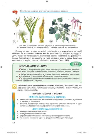 128
§33. Квітка як орган статевого розмноження рослин
Мал. 142. А. Однодомна рослина кукурудза. Б. Дводомна рослина тополя:
1 – чоловіче суцвіття; 2 – чоловіча квітка; 3 – жіноче суцвіття; 4 – жіноча квітка
Є âèäè ðîñëèí, ó ÿêèõ ÷îëîâі÷і òà æіíî÷і êâіòêè ðîçìіùåíі íà îäíіé
îñîáèíі. Їõ íàçèâàþòü îäíîäîìíèìè (íàïðèêëàä, îãіðêè, êóêóðóäçà,
äóá). ßêùî æ òè÷èíêîâі òà ìàòî÷êîâі êâіòêè ìіñòÿòüñÿ íà ðіçíèõ îñî-
áèíàõ (÷îëîâі÷èõ і æіíî÷èõ), òî òàêі ðîñëèíè ìàþòü íàçâó äâîäîìíі
(íàïðèêëàä, âåðáà, òîïîëÿ, îáëіïèõà, êîíîïëі) (ìàë. 142).
ÓÇÀÃÀËÜÍÈÌÎ ÇÍÀÍÍß
Квітка – генеративний орган, який забезпечує розмноження квіткових
рослин. Вона складається з квітконіжки, квітколожа, оцвітини, тичинок і маточок.
Квітки, що водночас містять тичинки й маточки, називають двостатеви-
ми, а ті, які мають тільки тичинки або маточки, – одностатевими.
В однодомних рослин тичинкові та маточкові квітки розташовані на одній
особині, у дводомних – на різних.
Ïîïîâíіòü ñâіé áіîëîãі÷íèé ñëîâíèê: ìàòî÷êà, òè÷èíêè, çàâ’ÿçü,
íàñіííèé çà÷àòîê, çàðîäêîâèé ìіøîê, îäíîäîìíі òà äâîäîìíі ðîñ-
ëèíè, ñòіíêà ïëîäà.
ПЕРЕВІРТЕ ЗДОБУТІ ЗНАННЯ
Виберіть одну правильну відповідь
1. Назвіть частину квітки, яка має стеблове походження: а) чашечка; б) тичинки;
в) маточки; г) квітконіжка.
2. Зазначте, як називають квітки, у яких одночасно є тичинки й маточки: а) одно-
статевими; б) двостатевими; в) нестатевими; г) однодомними.
Дайте відповідь на запитання
1. З яких частин складається квітка?
2. Яка будова тичинки та маточки?
3. Де розташований насінний зачаток і що з нього розвивається?
4. Які рослини називають одно- та дводомними? Наведіть приклади.
À
2
4
1
3
4
2
1
3
Á
(014-13)_V2.indd 128 14.07.2014 13:09:42
 
