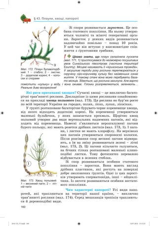 160
§ 43. Плауни, хвощі, папороті
Çі ñïîðè ðîçâèâàєòüñÿ çàðîñòîê. Öå îñî-
áèíà ñòàòåâîãî ïîêîëіííÿ. Íà íüîìó óòâîðþ-
þòüñÿ ÷îëîâі÷і òà æіíî÷і ãåíåðàòèâíі îðãà-
íè. Çàðîñòîê ó äåÿêèõ âèäіâ ðîçâèâàєòüñÿ
íàäçâè÷àéíî ïîâіëüíî – ïîíàä 10 ðîêіâ.
Ó öåé ÷àñ âіí âñòóïàє ó âçàєìîâèãіäíå ñïіâ-
æèòòÿ ç ґðóíòîâèìè ãðèáàìè.
! Цікаво знати, що плаун селагінела луската
(мал. 171, 1) пристосувався до неймовірно посушливих
умов Синайського півострова (частина території
Єгипту). Місцеві називають її «ієрихонська троянда».
У засушливі періоди року рослина перетворюється у
скручену сіро-коричневу кульку без найменших ознак
життя. У такому стані вона може перебувати бага-
то місяців. Здається, що рослина загинула. Але варто
помістити «кульку» у воду, і вона оживає. Гілочки розпрямляються, зеленіють…
Реальне диво воскресіння!
ßêі ðèñè ïðèòàìàííі õâîùàì? Ñó÷àñíі õâîùі – öå âèêëþ÷íî áàãàòî-
ðі÷íі òðàâ’ÿíèñòі ðîñëèíè. Äîêëàäíіøå іç öèìè ðîñëèíàìè îçíàéîìèìî-
ñÿ íà ïðèêëàäі õâîùà ïîëüîâîãî (ìàë. 173). Öÿ ðîñëèíà ÿê áóð’ÿí ðîñòå
ïî âñіé òåðèòîðії Óêðàїíè íà ãîðîäàõ, ïîëÿõ, ëіñàõ, ëóêàõ, ëіñîñіêàõ.
Ó ґðóíòі ðîçòàøîâàíå áàãàòîðі÷íå áóðóâàòî-÷îðíå êîðåíåâèùå õâîùà,
âіä ÿêîãî âіäõîäÿòü äîäàòêîâі êîðåíі. Íà êîðåíåâèùі óòâîðþþòüñÿ
ìàëåíüêі áóëüáî÷êè, ó ÿêèõ çàïàñàєòüñÿ êðîõìàëü. Ùîðі÷íî õâîù
ïîëüîâèé óòâîðþє äâà âèäè âåðòèêàëüíèõ íàäçåìíèõ ïàãîíіâ, ÿêі âіä-
õîäÿòü âіä êîðåíåâèùà. Íàâåñíі ç’ÿâëÿþòüñÿ íåðîçãàëóæåíі ïàãîíè
áóðîãî êîëüîðó, ÿêі ìàþòü ðîçåòêè äðіáíèõ ëèñòêіâ (ìàë. 173, 1). І ïàãî-
íè, і ëèñòêè íå ìàþòü õëîðîôіëó. Íà âåðõіâêàõ
öèõ ïàãîíіâ óòâîðþþòüñÿ ñïîðîíîñíі êîëîñêè.
Ïіñëÿ ðîçñіâàííÿ ñïîð âåñíÿíі ïàãîíè âіäìèðà-
þòü, à їì íà çìіíó ðîçâèâàþòüñÿ çåëåíі – ëіòíі
(ìàë. 173, 2). Öі ïàãîíè êіëü÷àñòî ãàëóçÿòüñÿ,
íà áі÷íèõ ãіëêàõ ðîçòàøîâàíі ìàëåíüêі êëèíî-
ïîäіáíі ëèñòêè. Òîìó ôîòîñèíòåç ïåðåâàæíî
âіäáóâàєòüñÿ â çåëåíèõ ñòåáëàõ.
Çі ñïîð ðîçâèâàþòüñÿ îñîáèíè ñòàòåâîãî
ïîêîëіííÿ – çàðîñòêè. Âîíè ìàþòü âèãëÿä
äðіáíèõ ïëàñòèíîê, ÿêі ðîñòóòü íà ïîâåðõíі
äîáðå çâîëîæåíèõ ґðóíòіâ. Îäíі іç öèõ çàðîñò-
êіâ óòâîðþþòü ñïåðìàòîçîїäè, іíøі – ÿéöåêëі-
òèíè. Іç çèãîòè ðîçâèâàþòüñÿ îñîáèíè íåñòàòå-
âîãî ïîêîëіííÿ.
×èì õàðàêòåðíі ïàïîðîòі? Óñі âèäè ïàïî-
ðîòåé, ÿêі òðàïëÿþòüñÿ íà òåðèòîðії íàøîї êðàїíè, – âèêëþ÷íî
òðàâ’ÿíèñòі ðîñëèíè (ìàë. 174). Ñåðåä ìåøêàíöіâ òðîïіêіâ òðàïëÿþòü-
ñÿ é äåðåâîïîäіáíі âèäè.
Мал. 173. Хвощ польовий:
1 – весняний пагін; 2 – літ-
ній пагін
1 2
Мал. 172. Плаун булавоподіб-
ний: 1 – стебло; 2 – листки;
3 – додаткові корені; 4 – коло-
ски зі спорами
1
2
3
4
(014-13)_V3.indd 160 14.07.2014 13:13:23
 