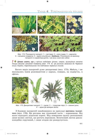 161
Мал. 174. Різноманітні папороті: 1 – листовик; 2 – ключ-трава; 3 – марсилія;
4 – сальвінія плаваюча; 5 – вудсія альпійська. Завдання. Розгляньте на малюнку
папороті й схарактеризуйте, чим вони схожі між собою
! Цікаво знати, що у прісних водоймах (річках, озерах, іригаційних каналах
тощо) мешкає сальвінія плаваюча (мал. 174, 4). Ця рослина занесена до Червоної
книги України, Європейського та Світового червоних списків.
Áàãàòî âèäіâ ïàïîðîòåé äóæå äåêîðàòèâíі (ìàë. 175). Ìàáóòü, і âè
ìèëóâàëèñü їõíіì ðіçíîìàíіòòÿì ó ïàðêàõ, ñêâåðàõ, íà ïîäâіð’ÿõ, â
îôіñàõ.
Мал. 175. Декоративні папороті: 1 – орляк; 2 – страусове перо; 3 – оленячі роги;
4 – адіантум венерин волос
1 2 3 4
Ç áóäîâîþ ïàïîðîòåé îçíàéîìèìîñÿ íà ïðèêëàäі ùèòíèêà ÷îëîâі-
÷îãî (ìàë. 176). Öÿ ðîñëèíà ìàє ïіäçåìíèé ïàãіí – êîðåíåâèùå. Âіä
íüîãî âіäõîäÿòü äîäàòêîâі êîðåíі. Íàä ïîâåðõíåþ ґðóíòó ðîçòàøîâàíі
ëèøå âåëèêі ëèñòêè, ùî ðîñòóòü âåðõіâêîþ. Çà÷àòêîâèé ëèñòîê ðàâëè-
êîïîäіáíî ñêðó÷åíèé, і ëèøå çãîäîì âіí ðîçêðó÷óєòüñÿ.
1 3
4 5
2
(014-13)_V3.indd 161 14.07.2014 13:13:23
 