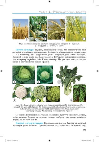 171
Мал. 183. Основні зернові культури, які вирощують в Україні: 1 – пшениця;
2 – кукурудза; 3 – ячмінь; 4 – жито
Îâî÷åâі êóëüòóðè. Ùîäíÿ, ñïîæèâàþ÷è îâî÷і, ìè çàáåçïå÷óєìî ñâіé
îðãàíіçì âіòàìіíàìè, âóãëåâîäàìè, áіëêàìè òà ìіíåðàëüíèìè åëåìåíòàìè.
Íà ìàëþíêó 184 çîáðàæåíî ðіçíі øèðîêîâіäîìі âèäè êàïóñòè.
Êîæíèé іç öèõ âèäіâ ìàє áàãàòî ñîðòіâ. Â Óêðàїíі íàé÷àñòіøå âèðîùó-
þòü êàïóñòó ãîðîäíþ, àáî áіëîãîëîâêîâó. Öÿ ðîñëèíà ïîñіäàє ïåðøå
ìіñöå â îâî÷іâíèöòâі íàøîї êðàїíè.
1 2 3
4 5 6
Мал. 184. Види капусти, які культивує людина: савойська (1); білоголовкова (2);
кольрабі (3); цвітна (4); броколі (5); брюссельська (6). Завдання. Розгляньте на малюнку
види капусти і виявіть ознаки подібності і відмінності. Який із цих видів
найпоширеніший у домашньому господарстві в Україні?
Äî íàéïîøèðåíіøèõ â Óêðàїíі îâî÷åâèõ êóëüòóð íàëåæàòü ðåäèñ,
õðіí, ìîðêâà, áóðÿê, ïåòðóøêà, ñåëåðà, öèáóëÿ, êàðòîïëÿ, ïîìіäîð,
ïåðåöü òà áàãàòî іíøèõ.
Ïëîäîâі і ÿãіäíі êóëüòóðè. Áіëî-ðîæåâèì öâіòîì áóÿþòü óêðàїíñüêі
ïðîñòîðè ðàíî íàâåñíі. Ïðîêèíóâøèñü âіä òðèâàëîãî çèìîâîãî ñíó,
1 2 3 4
(014-13)_V3.indd 171 14.07.2014 13:13:27
 