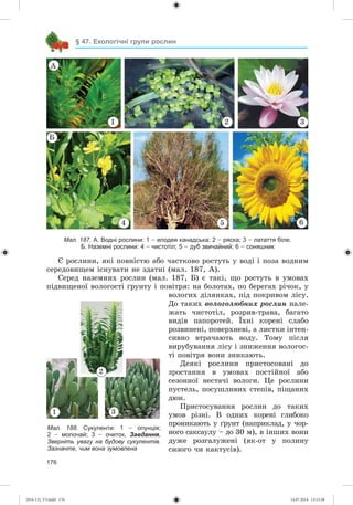 176
§ 47. Екологічні групи рослин
1
4 5 6
2 3
À
Á
Мал. 187. А. Водні рослини: 1 – елодея канадська; 2 – ряска; 3 – латаття біле.
Б. Наземні рослини: 4 – чистотіл; 5 – дуб звичайний; 6 – соняшник
Є ðîñëèíè, ÿêі ïîâíіñòþ àáî ÷àñòêîâî ðîñòóòü ó âîäі і ïîçà âîäíèì
ñåðåäîâèùåì іñíóâàòè íå çäàòíі (ìàë. 187, À).
Ñåðåä íàçåìíèõ ðîñëèí (ìàë. 187, Á) є òàêі, ùî ðîñòóòü â óìîâàõ
ïіäâèùåíîї âîëîãîñòі ґðóíòó і ïîâіòðÿ: íà áîëîòàõ, ïî áåðåãàõ ðі÷îê, ó
âîëîãèõ äіëÿíêàõ, ïіä ïîêðèâîì ëіñó.
Äî òàêèõ âîëîãîëþáíèõ ðîñëèí íàëå-
æàòü ÷èñòîòіë, ðîçðèâ-òðàâà, áàãàòî
âèäіâ ïàïîðîòåé. Їõíі êîðåíі ñëàáî
ðîçâèíåíі, ïîâåðõíåâі, à ëèñòêè іíòåí-
ñèâíî âòðà÷àþòü âîäó. Òîìó ïіñëÿ
âèðóáóâàííÿ ëіñó і çíèæåííÿ âîëîãîñ-
òі ïîâіòðÿ âîíè çíèêàþòü.
Äåÿêі ðîñëèíè ïðèñòîñîâàíі äî
çðîñòàííÿ â óìîâàõ ïîñòіéíîї àáî
ñåçîííîї íåñòà÷і âîëîãè. Öå ðîñëèíè
ïóñòåëü, ïîñóøëèâèõ ñòåïіâ, ïіùàíèõ
äþí.
Ïðèñòîñóâàííÿ ðîñëèí äî òàêèõ
óìîâ ðіçíі. Â îäíèõ êîðåíі ãëèáîêî
ïðîíèêàþòü ó ґðóíò (íàïðèêëàä, ó ÷îð-
íîãî ñàêñàóëó – äî 30 ì), â іíøèõ âîíè
äóæå ðîçãàëóæåíі (ÿê-îò ó ïîëèíó
ñèçîãî ÷è êàêòóñіâ).
Мал. 188. Сукуленти: 1 – опунція;
2 – молочай; 3 – очиток. Завдання.
Зверніть увагу на будову сукулентів.
Зазначте, чим вона зумовлена
1
2
3
(014-13)_V3.indd 176 14.07.2014 13:13:28
 