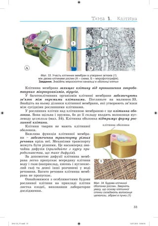 33
1 1
Мал. 33. Участь клітинних мембран в утворенні зв’язків (1)
між двома клітинами рослин (А – схема, Б – мікрофотографія).
Завдання. Знайдіть мікроскопічні канальці в оболонці клітин
Êëіòèííà ìåìáðàíà çàõèùàє êëіòèíó âіä ïðîíèêíåííÿ õâîðîáî-
òâîðíèõ ìіêðîîðãàíіçìіâ, âіðóñіâ.
Ó áàãàòîêëіòèííèõ îðãàíіçìіâ êëіòèííі ìåìáðàíè çàáåçïå÷óþòü
çâ’ÿçîê ìіæ îêðåìèìè êëіòèíàìè. Ïîãëÿíüòå íà ìàëþíîê 33.
Çíàéäіòü íà íüîìó äіëÿíêè êëіòèííîї ìåìáðàíè, ÿêі óòâîðþþòü çâ’ÿçêè
ìіæ ñóñіäíіìè ðîñëèííèìè êëіòèíàìè.
Ó ðîñëèííèõ êëіòèí íàä êëіòèííîþ ìåìáðàíîþ є ùå êëіòèííà îáî-
ëîíêà. Âîíà ùіëüíà і ïðóæíà, áî äî її ñêëàäó âõîäÿòü âîëîêîíöÿ âóã-
ëåâîäó öåëþëîçè (ìàë. 34). Êëіòèííà îáîëîíêà ïіäòðèìóє ôîðìó ðîñ-
ëèííîї êëіòèíè.
Êëіòèíè òâàðèí íå ìàþòü êëіòèííîї
îáîëîíêè.
Âàæëèâà ôóíêöіÿ êëіòèííîї ìåìáðà-
íè – çàáåçïå÷åííÿ òðàíñïîðòó ðіçíèõ
ðå÷îâèí êðіçü íåї. Ìåõàíіçìè òðàíñïîðòó
ìîæóòü áóòè ðіçíèìè. Öå íàñàìïåðåä çâè-
÷àéíà äèôóçіÿ (ïðèãàäàéòå ç êóðñó ïðè-
ðîäîçíàâñòâà, ùî òàêå äèôóçіÿ).
Çà äîïîìîãîþ äèôóçії êëіòèííà ìåìá-
ðàíà ëåãêî ïðîïóñêàє âñåðåäèíó êëіòèíè
âîäó і ãàçè (íàïðèêëàä, êèñåíü і âóãëåêèñ-
ëèé ãàç) òà äåÿêі іíøі ðîç÷èíåíі ó âîäі
ðå÷îâèíè. Áàãàòî ðå÷îâèí êëіòèííà ìåìá-
ðàíà íå ïðîïóñêàє.
Îçíàéîìèìîñÿ ç îñîáëèâîñòÿìè áóäîâè
ðîñëèííîї êëіòèíè íà ïðèêëàäі êëіòèí
ëèñòêà åëîäåї, âèêîíàâøè ëàáîðàòîðíå
äîñëіäæåííÿ.
Мал. 34. Будова клітинної
оболонки рослин. Зверніть
увагу, що основу клітинної
стінки складають волоконця
целюлози, зібрані в пучки (1)
1
êëіòèííà îáîëîíêà
1
À Á
(014-13)_V1.indd 33 14.07.2014 14:04:54
 