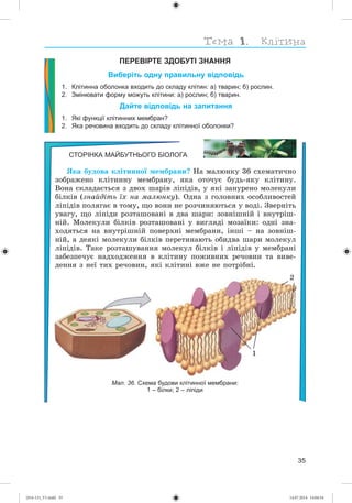 35
ПЕРЕВІРТЕ ЗДОБУТІ ЗНАННЯ
Виберіть одну правильну відповідь
1. Клітинна оболонка входить до складу клітин: а) тварин; б) рослин.
2. Змінювати форму можуть клітини: а) рослин; б) тварин.
Дайте відповідь на запитання
1. Які функції клітинних мембран?
2. Яка речовина входить до складу клітинної оболонки?
СТОРІНКА МАЙБУТНЬОГО БІОЛОГА
ßêà áóäîâà êëіòèííîї ìåìáðàíè? Íà ìàëþíêó 36 ñõåìàòè÷íî
çîáðàæåíî êëіòèííó ìåìáðàíó, ÿêà îòî÷óє áóäü-ÿêó êëіòèíó.
Âîíà ñêëàäàєòüñÿ ç äâîõ øàðіâ ëіïіäіâ, ó ÿêі çàíóðåíî ìîëåêóëè
áіëêіâ (çíàéäіòü їõ íà ìàëþíêó). Îäíà ç ãîëîâíèõ îñîáëèâîñòåé
ëіïіäіâ ïîëÿãàє â òîìó, ùî âîíè íå ðîç÷èíÿþòüñÿ ó âîäі. Çâåðíіòü
óâàãó, ùî ëіïіäè ðîçòàøîâàíі â äâà øàðè: çîâíіøíіé і âíóòðіø-
íіé. Ìîëåêóëè áіëêіâ ðîçòàøîâàíі ó âèãëÿäі ìîçàїêè: îäíі çíà-
õîäÿòüñÿ íà âíóòðіøíіé ïîâåðõíі ìåìáðàíè, іíøі – íà çîâíіø-
íіé, à äåÿêі ìîëåêóëè áіëêіâ ïåðåòèíàþòü îáèäâà øàðè ìîëåêóë
ëіïіäіâ. Òàêå ðîçòàøóâàííÿ ìîëåêóë áіëêіâ і ëіïіäіâ ó ìåìáðàíі
çàáåçïå÷óє íàäõîäæåííÿ â êëіòèíó ïîæèâíèõ ðå÷îâèí òà âèâå-
äåííÿ ç íåї òèõ ðå÷îâèí, ÿêі êëіòèíі âæå íå ïîòðіáíі.
1
2
Мал. 36. Схема будови клітинної мембрани:
1 – білки; 2 – ліпіди
(014-13)_V1.indd 35 14.07.2014 14:04:54
 